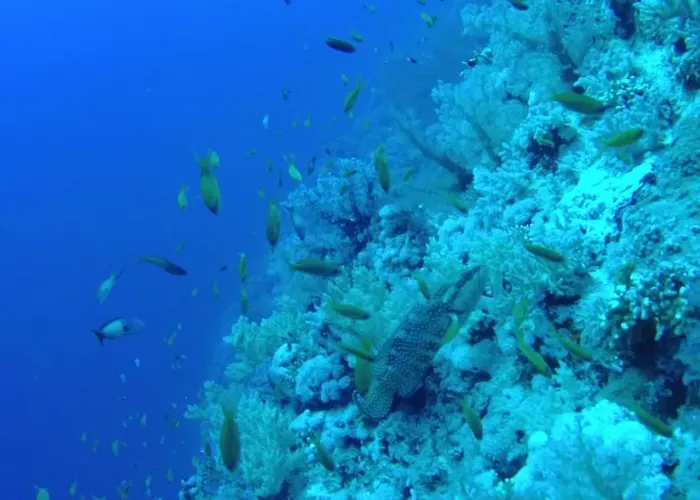 Rock House * Marsa Alam